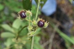 Miconia crenata