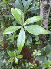 Pittosporum cornifolium