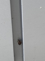 Dendrocoris humeralis