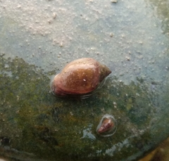 Physa