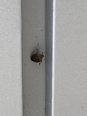 Dendrocoris humeralis