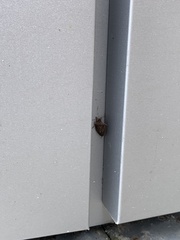 Dendrocoris humeralis