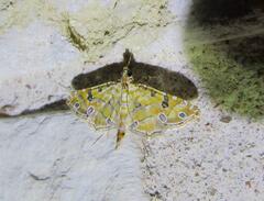 Ommatospila narcaeusalis