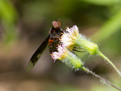 Bombyliidae