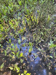 Sagittaria platyphylla