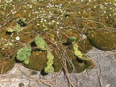 Opuntia cespitosa