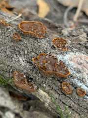 Hymenochaete rubiginosa