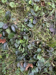 Ajuga reptans