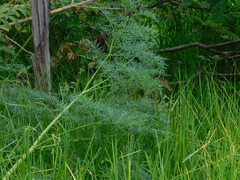 Foeniculum vulgare