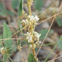 Cuscuta tuberculata