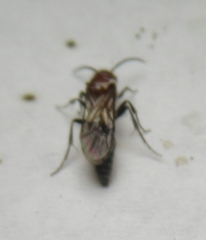 Mutillidae