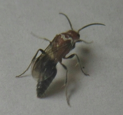 Mutillidae