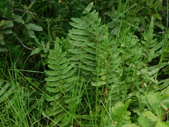 Phlebodium araneosum