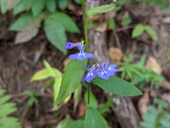 Lobelia amoena