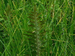 Phlebodium araneosum