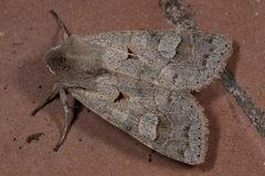 Ammoconia caecimacula