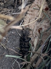 Sphenophorus coesifrons