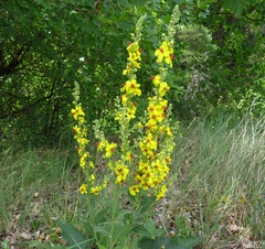 Verbascum chaixii