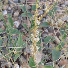 Cuscuta tuberculata