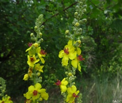 Verbascum chaixii