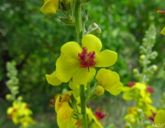 Verbascum chaixii