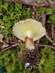 Suillus ampliporus