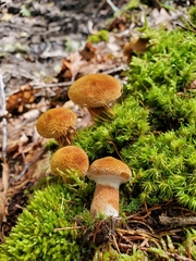 Suillus ampliporus