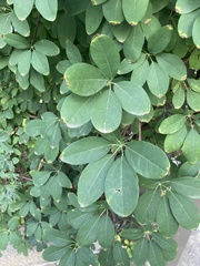 Akebia