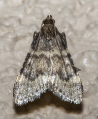 Aglossa
