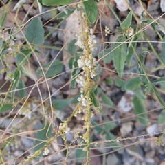 Cuscuta tuberculata
