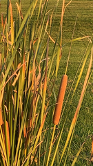 Typha domingensis