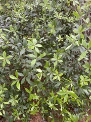 Pittosporum cornifolium