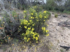 Hibbertia virgata