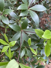 Pittosporum cornifolium