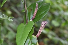 Aristolochiaceae