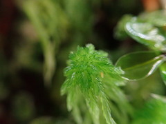 Sphagnum girgensohnii