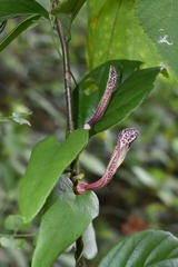 Aristolochiaceae