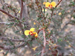 Dillwynia ramosissima
