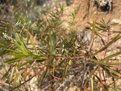 Stillingia texana