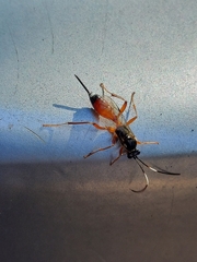 Agrothereutina