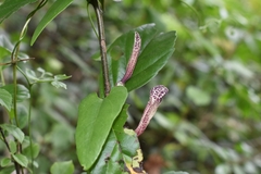 Aristolochiaceae