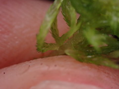 Sphagnum girgensohnii
