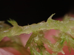 Sphagnum girgensohnii