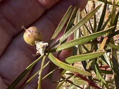 Stillingia texana
