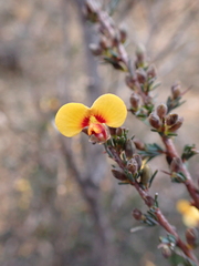 Dillwynia ramosissima