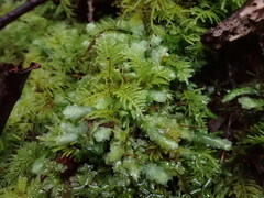 Kindbergia oregana