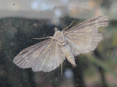 Eurrhyparodes bracteolalis