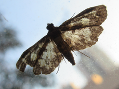 Eurrhyparodes bracteolalis
