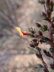 Dillwynia ramosissima