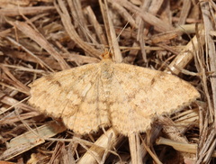 Scopula rubraria